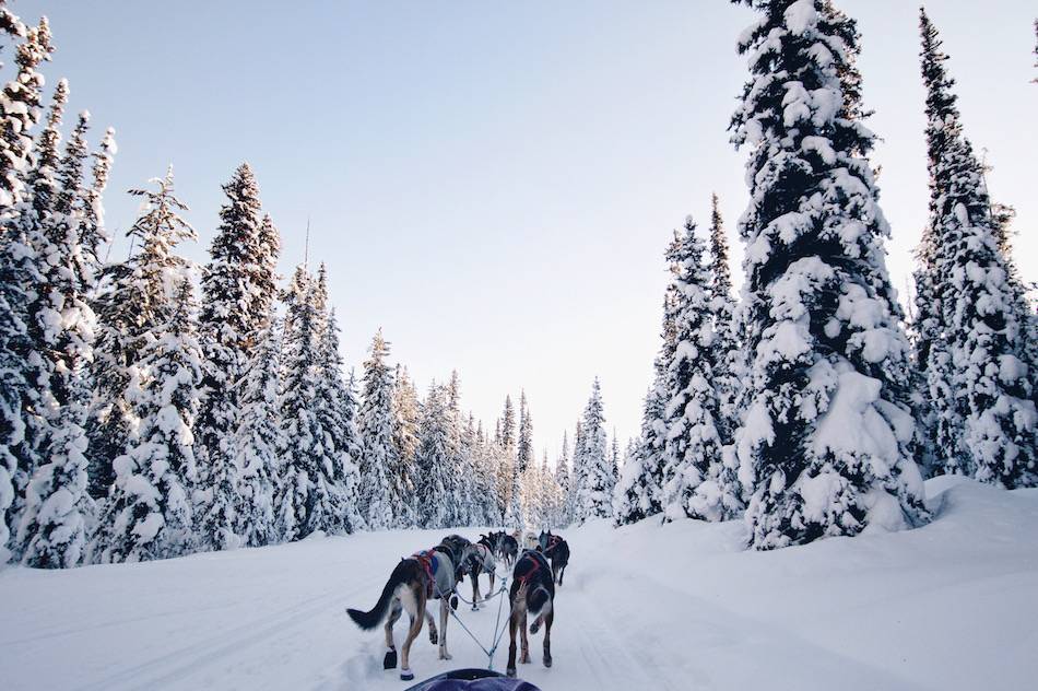 banff lake louise dog sledding